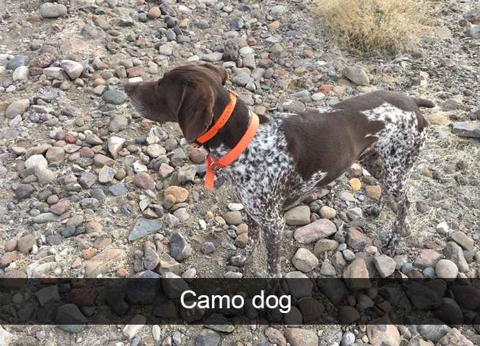 Funny-Dogs-Photos-Snapchats