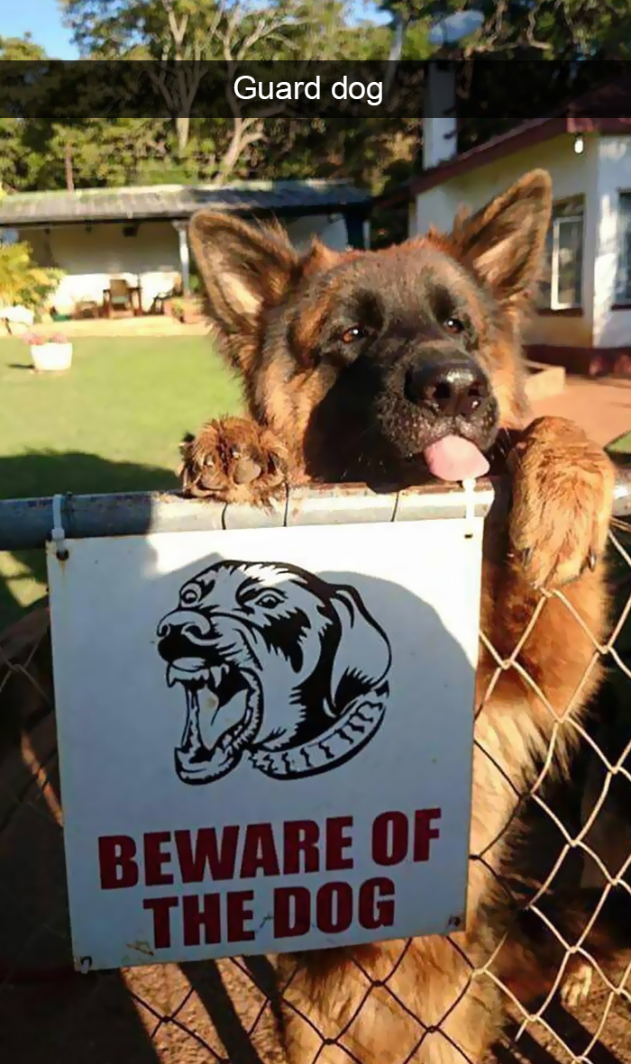 Funny-Dogs-Photos-Snapchats