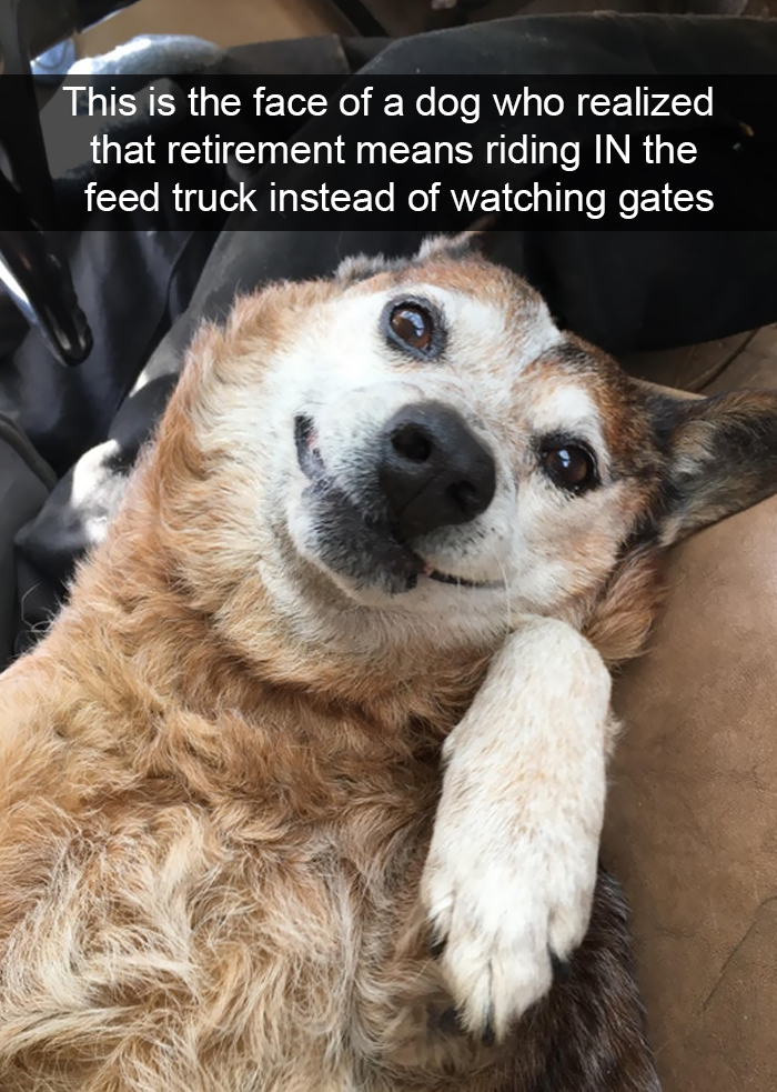 Funny-Dogs-Photos-Snapchats