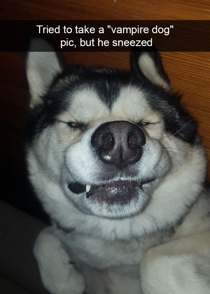 Funny-Dogs-Photos-Snapchats