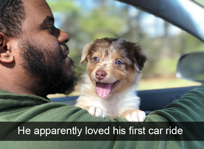 Funny-Dogs-Photos-Snapchats