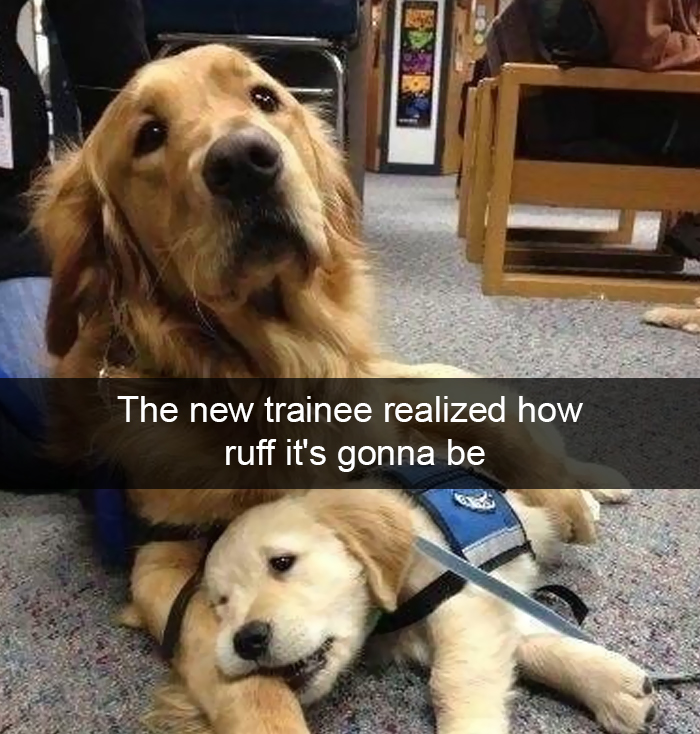 Funny-Dogs-Photos-Snapchats