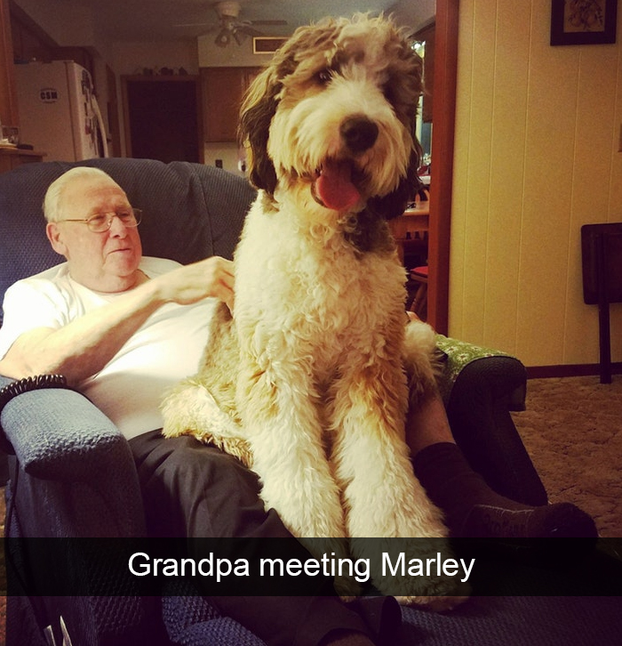 Funny-Dogs-Photos-Snapchats