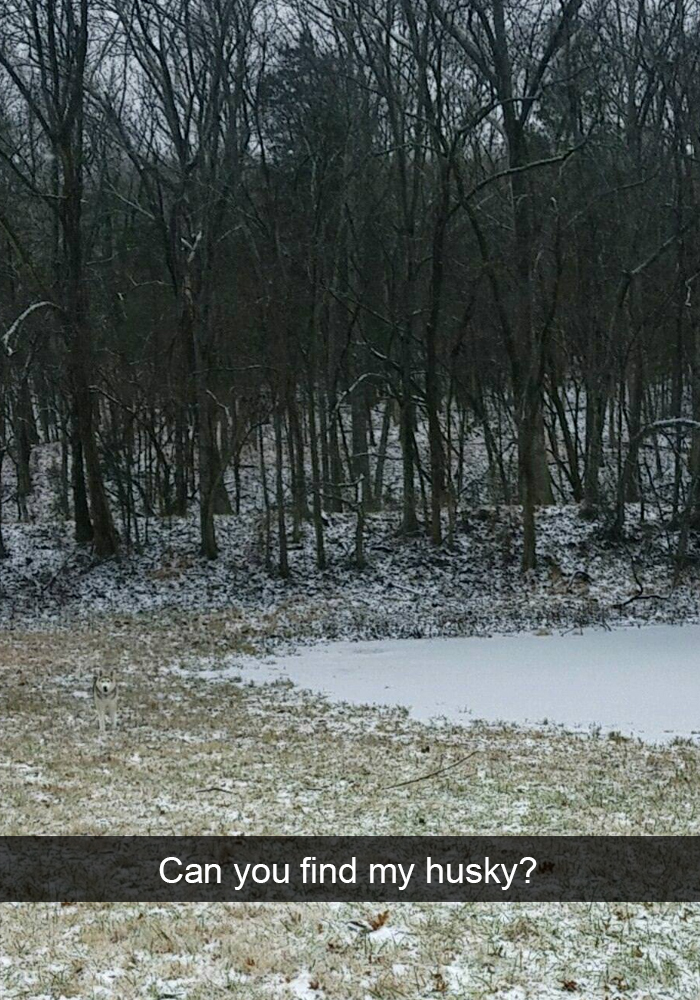 Funny-Dogs-Photos-Snapchats