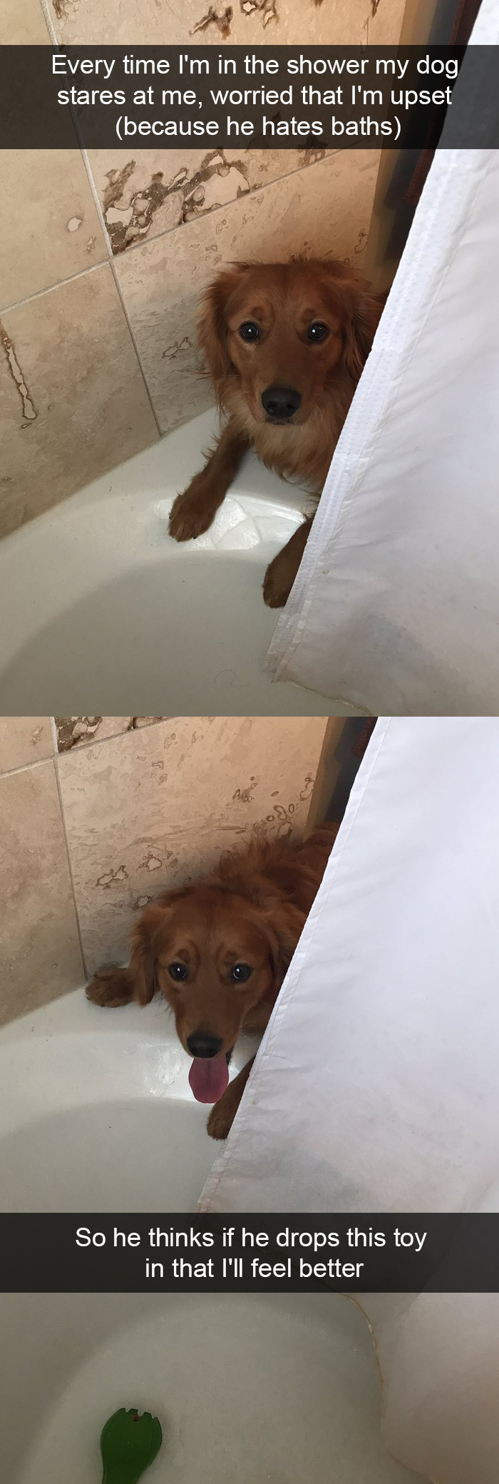 Funny-Dogs-Photos-Snapchats