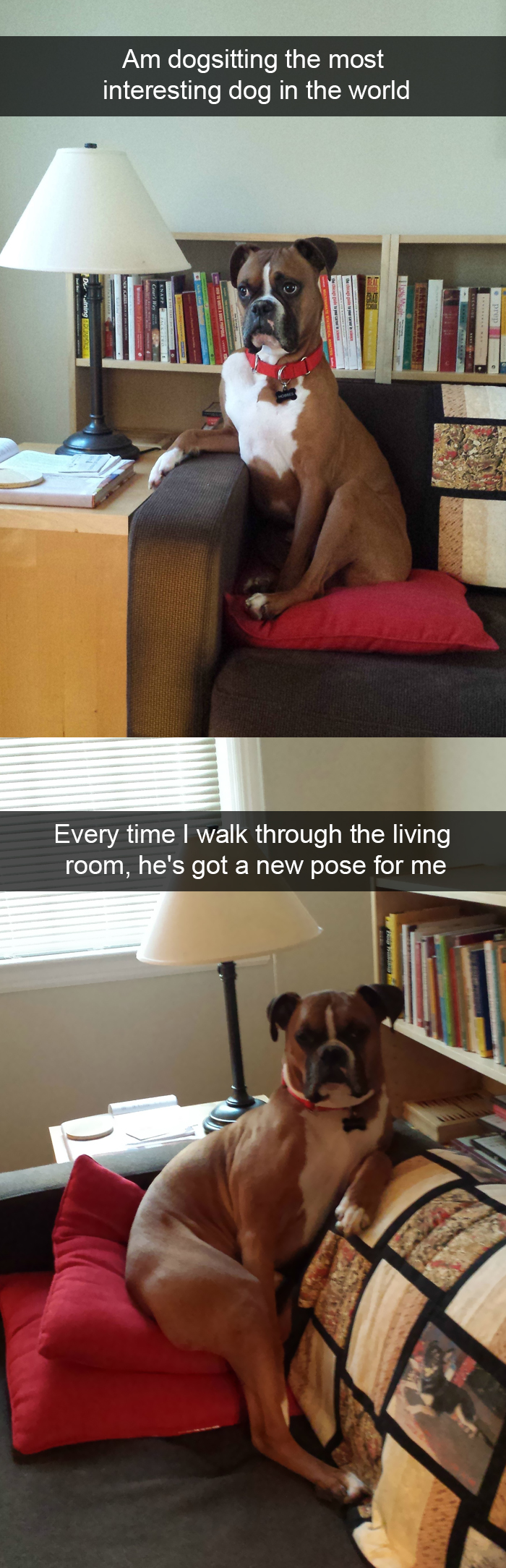 Funny-Dogs-Photos-Snapchats