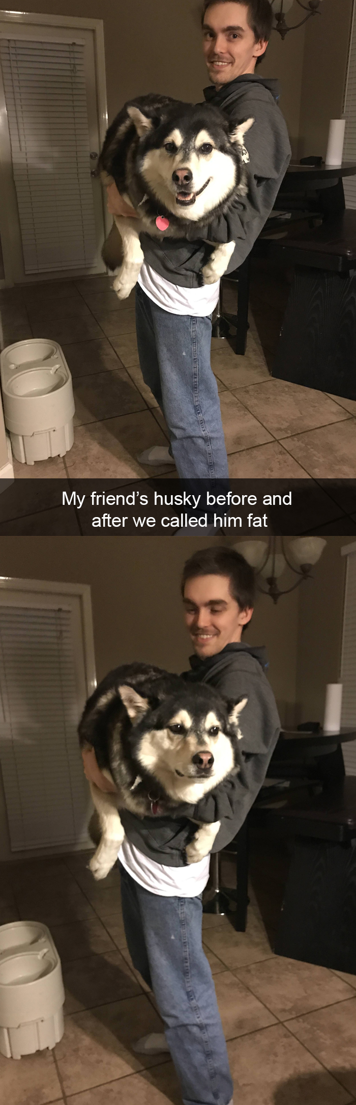 Funny-Dogs-Photos-Snapchats