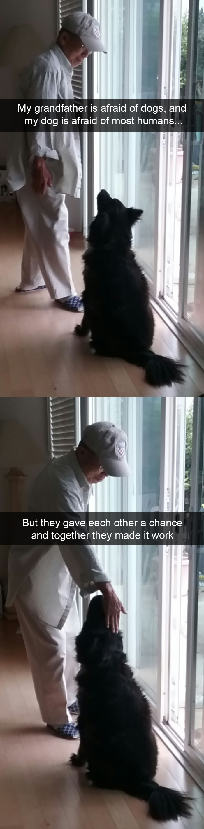 Funny-Dogs-Photos-Snapchats