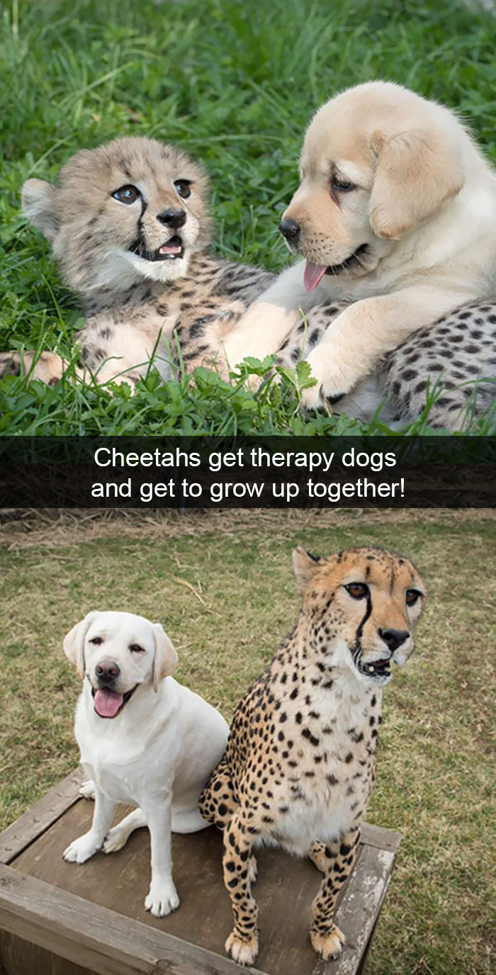 Funny-Dogs-Photos-Snapchats