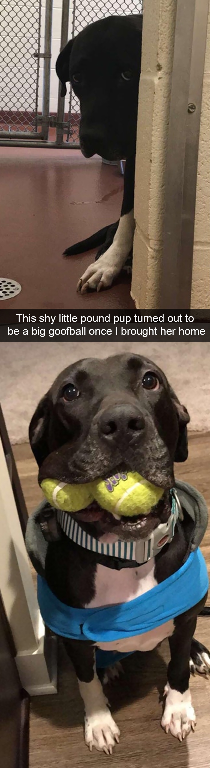 Funny-Dogs-Photos-Snapchats