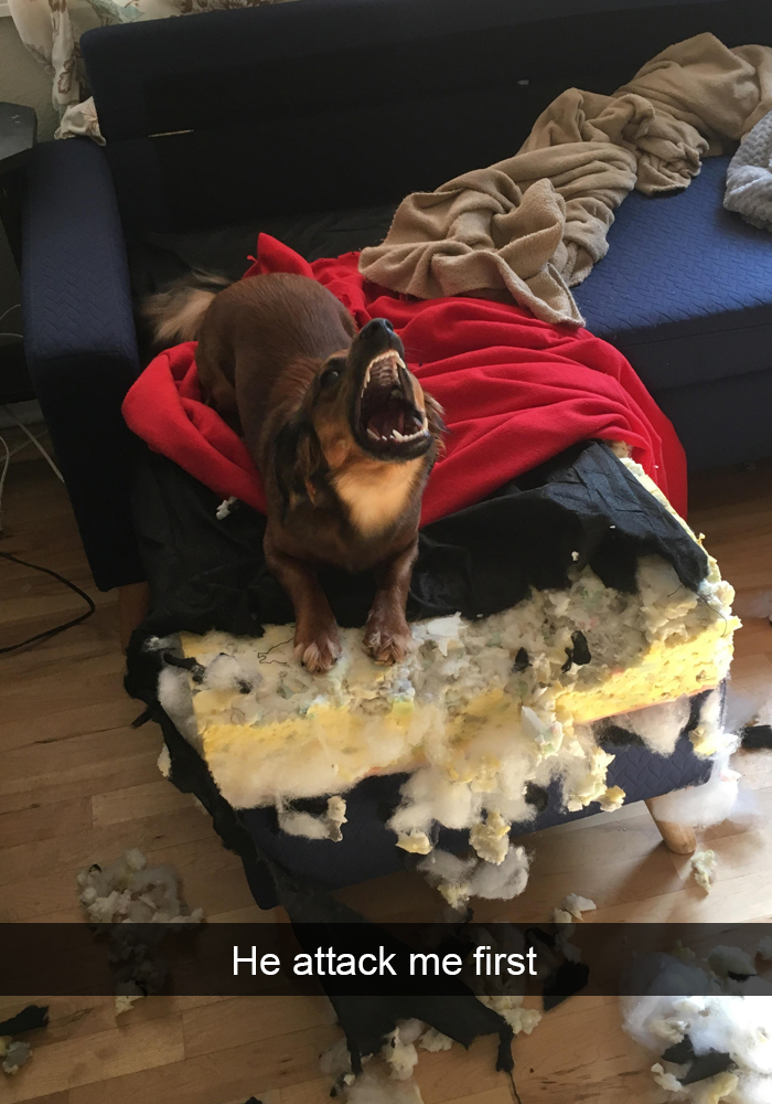 Funny-Dogs-Photos-Snapchats