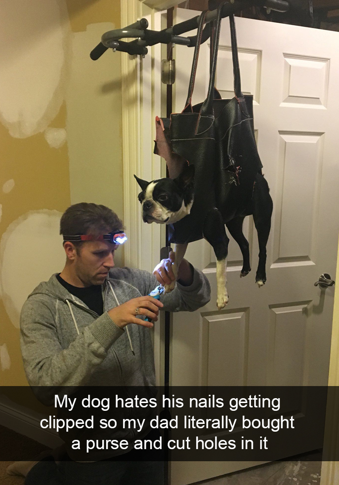 Funny-Dogs-Photos-Snapchats