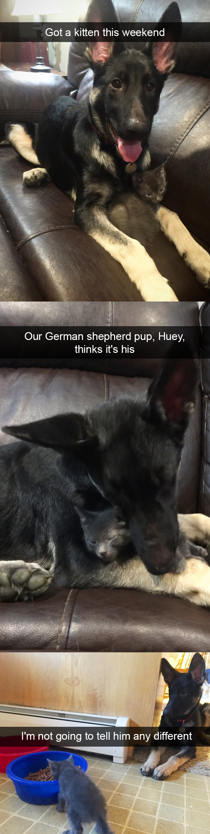 Funny-Dogs-Photos-Snapchats