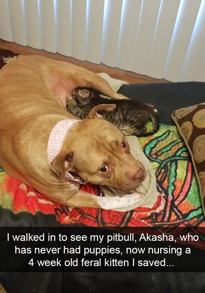 Funny-Dogs-Photos-Snapchats