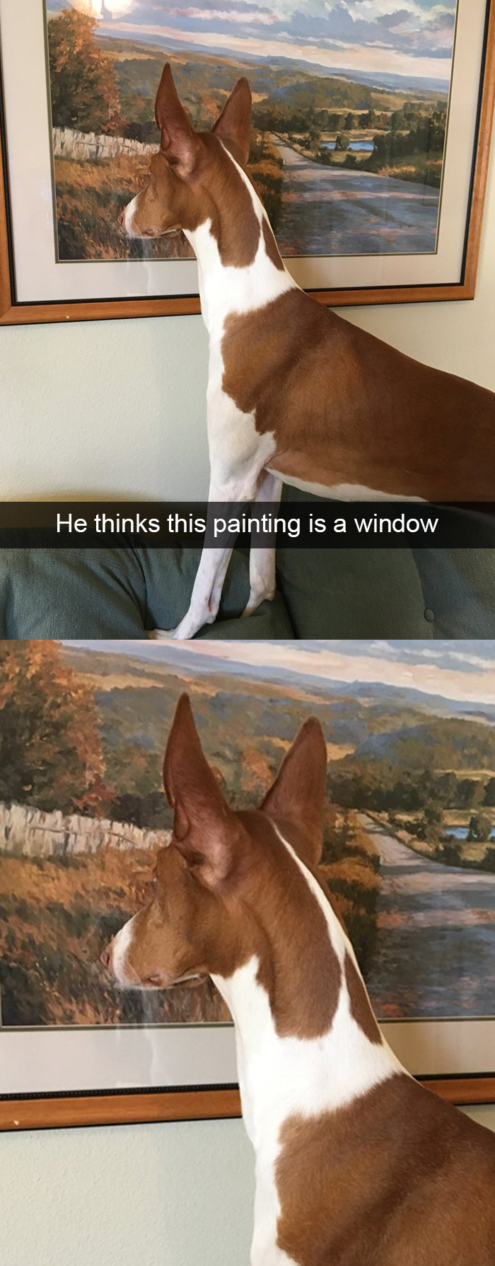 Funny-Dogs-Photos-Snapchats