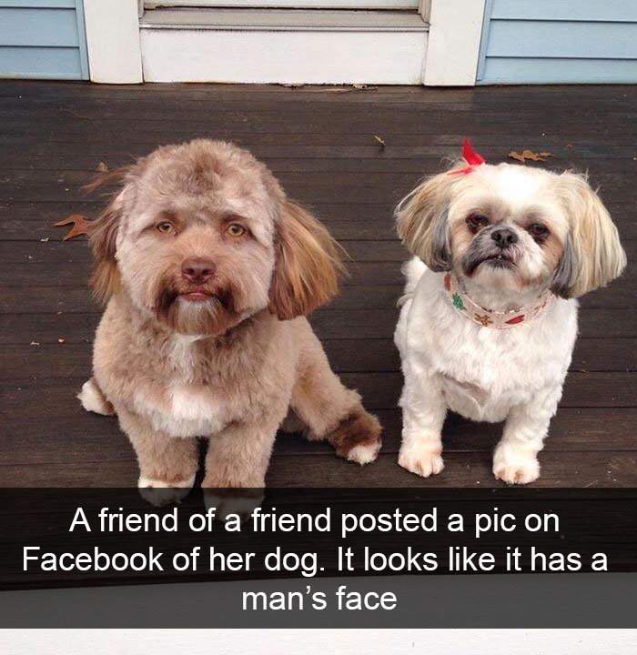 Funny-Dogs-Photos-Snapchats