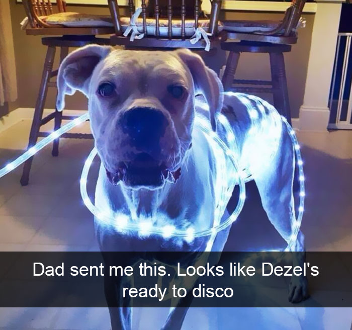 Funny-Dogs-Photos-Snapchats