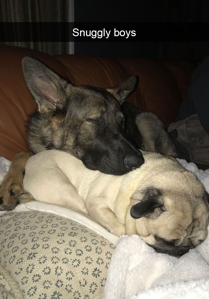 Funny-Dogs-Photos-Snapchats