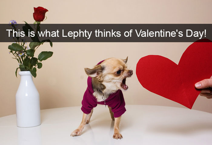 Funny-Dogs-Photos-Snapchats