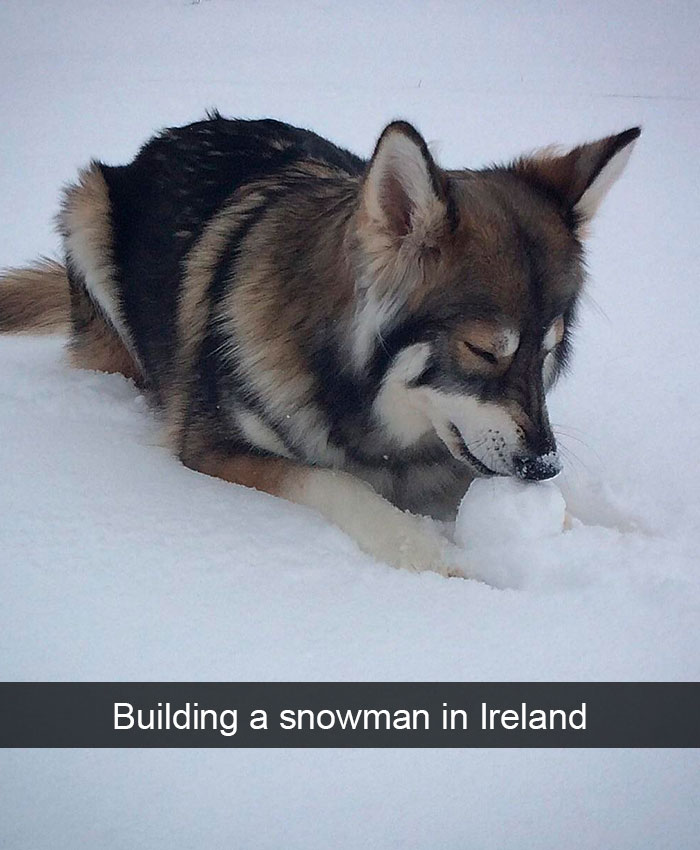 Funny-Dogs-Photos-Snapchats