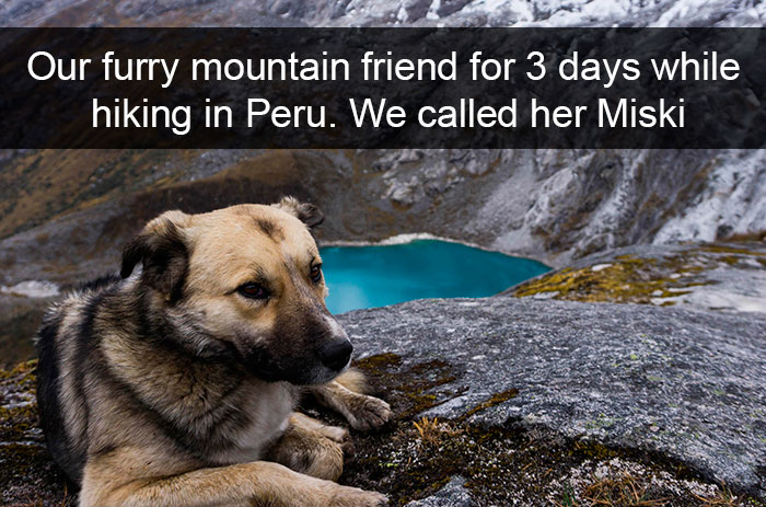 Funny-Dogs-Photos-Snapchats