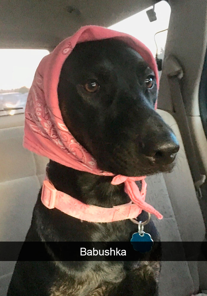 Funny-Dogs-Photos-Snapchats