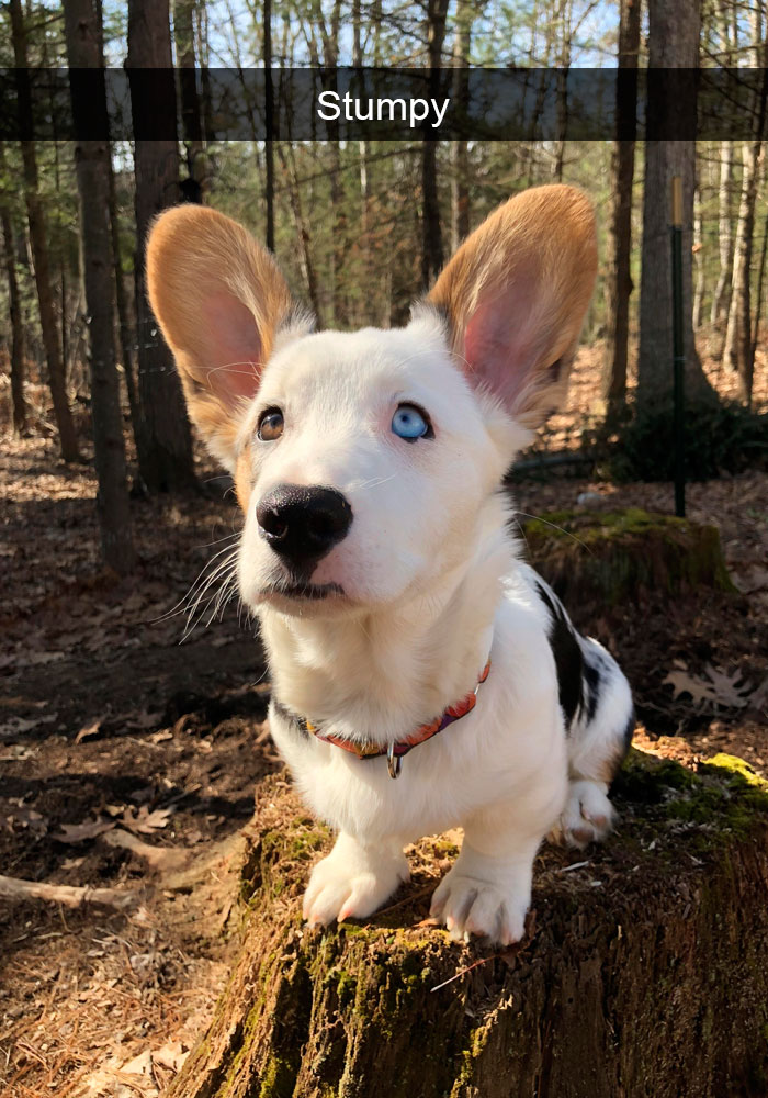 Funny-Dogs-Photos-Snapchats