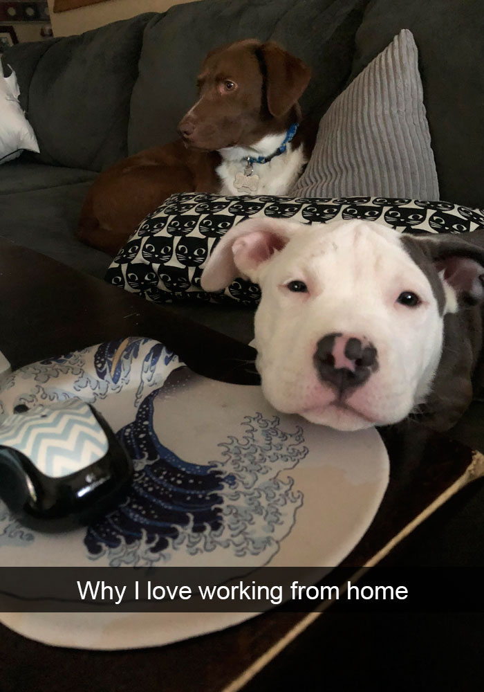 Funny-Dogs-Photos-Snapchats