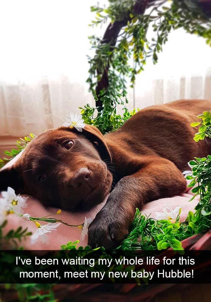 Funny-Dogs-Photos-Snapchats