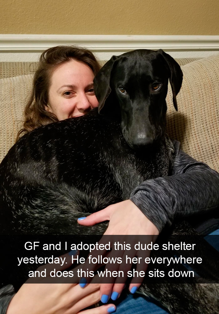 Funny-Dogs-Photos-Snapchats