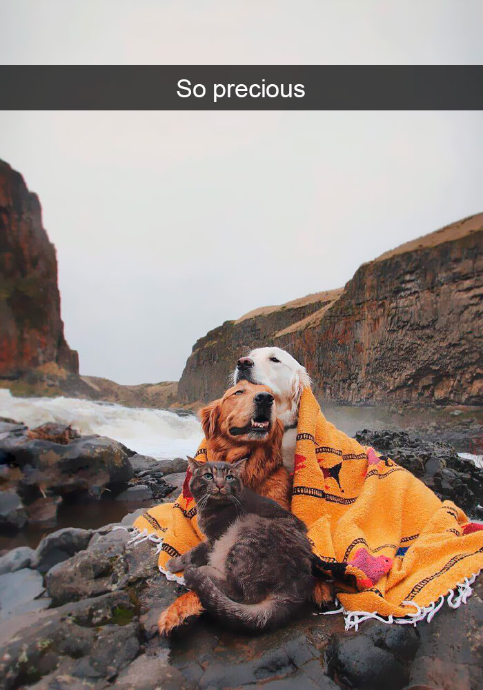 Funny-Dogs-Photos-Snapchats