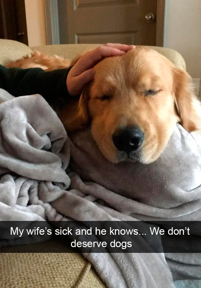 Funny-Dogs-Photos-Snapchats
