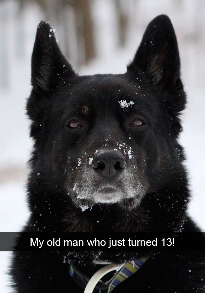 Funny-Dogs-Photos-Snapchats