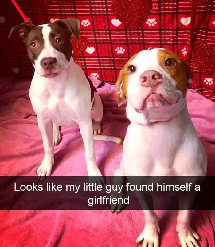 Funny-Dogs-Photos-Snapchats