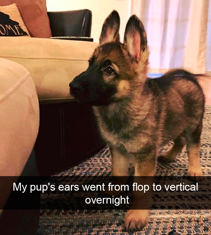 Funny-Dogs-Photos-Snapchats
