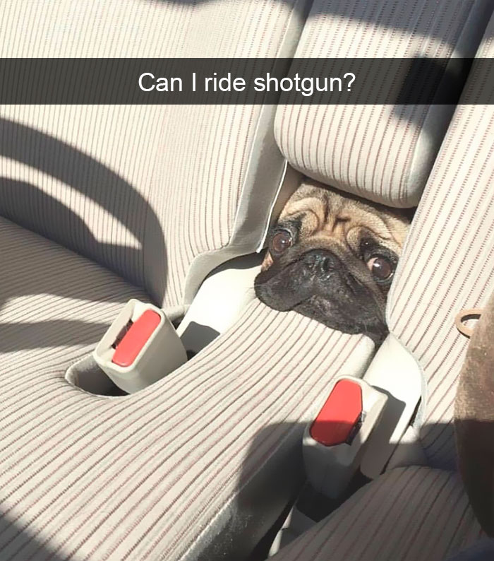 Funny-Dogs-Photos-Snapchats