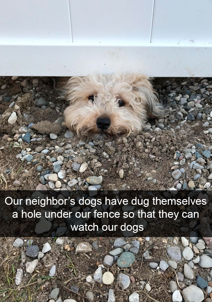 Funny-Dogs-Photos-Snapchats