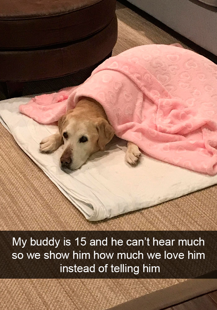 Funny-Dogs-Photos-Snapchats