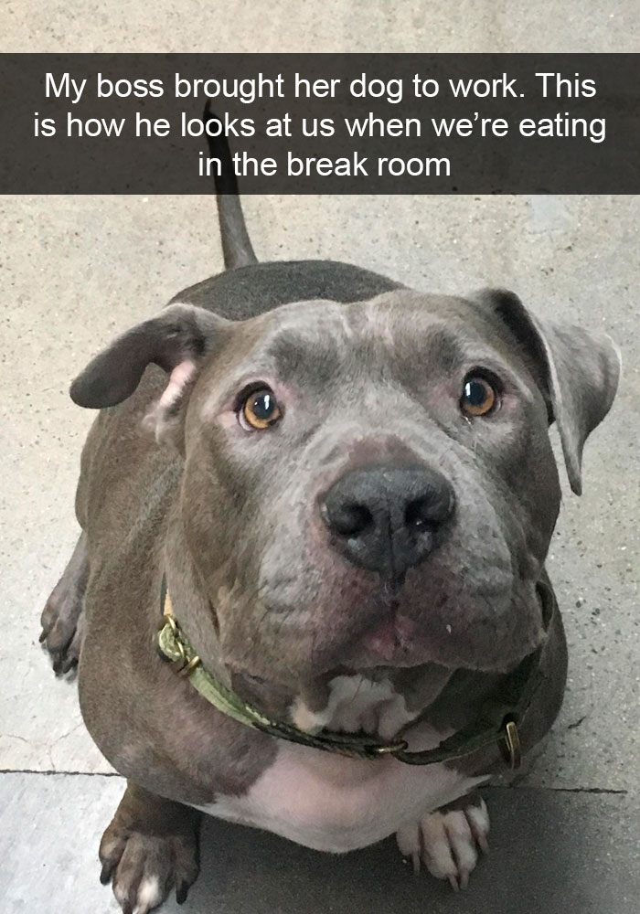 Funny-Dogs-Photos-Snapchats