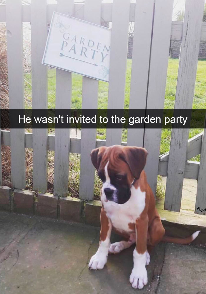 Funny-Dogs-Photos-Snapchats