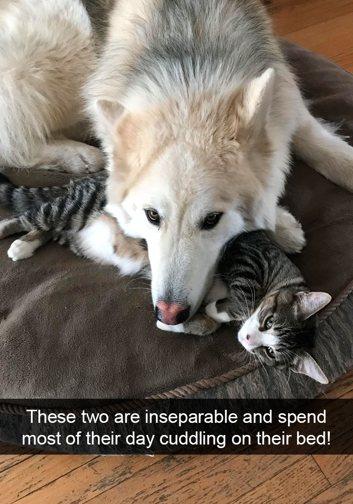 Funny-Dogs-Photos-Snapchats