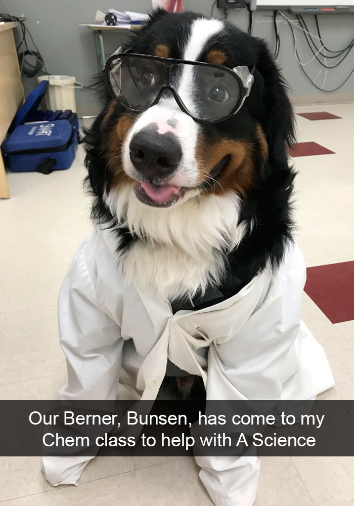 Funny-Dogs-Photos-Snapchats