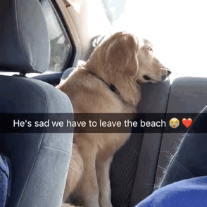 Funny-Dogs-Photos-Snapchats