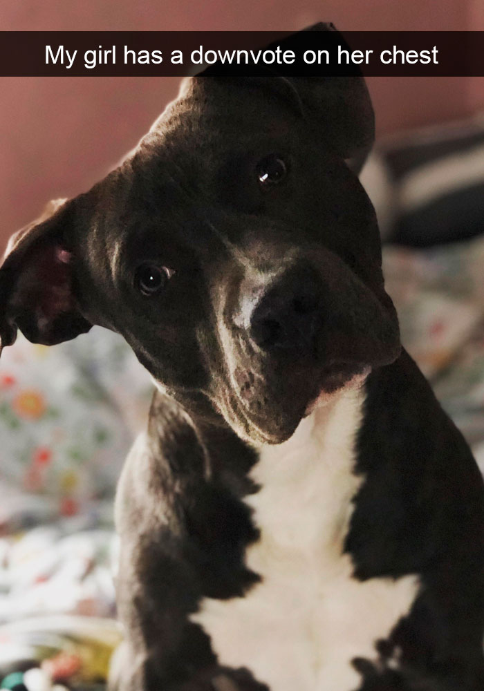 Funny-Dogs-Photos-Snapchats