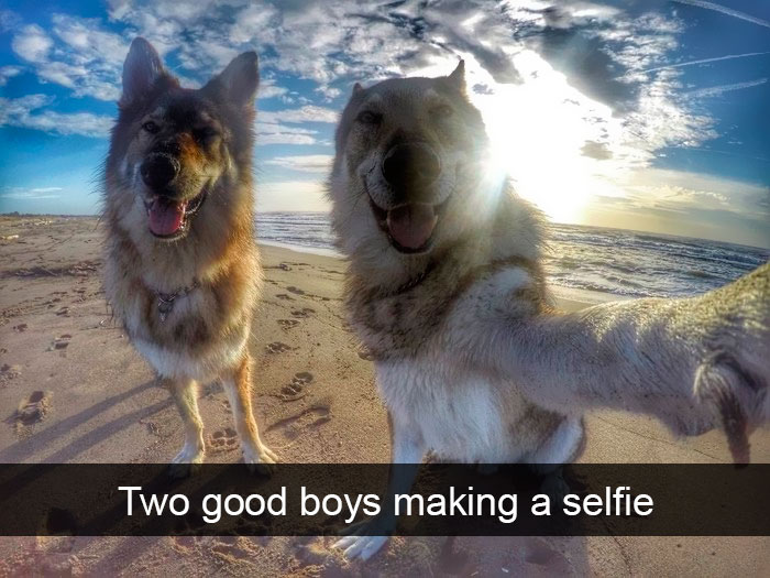 Funny-Dogs-Photos-Snapchats