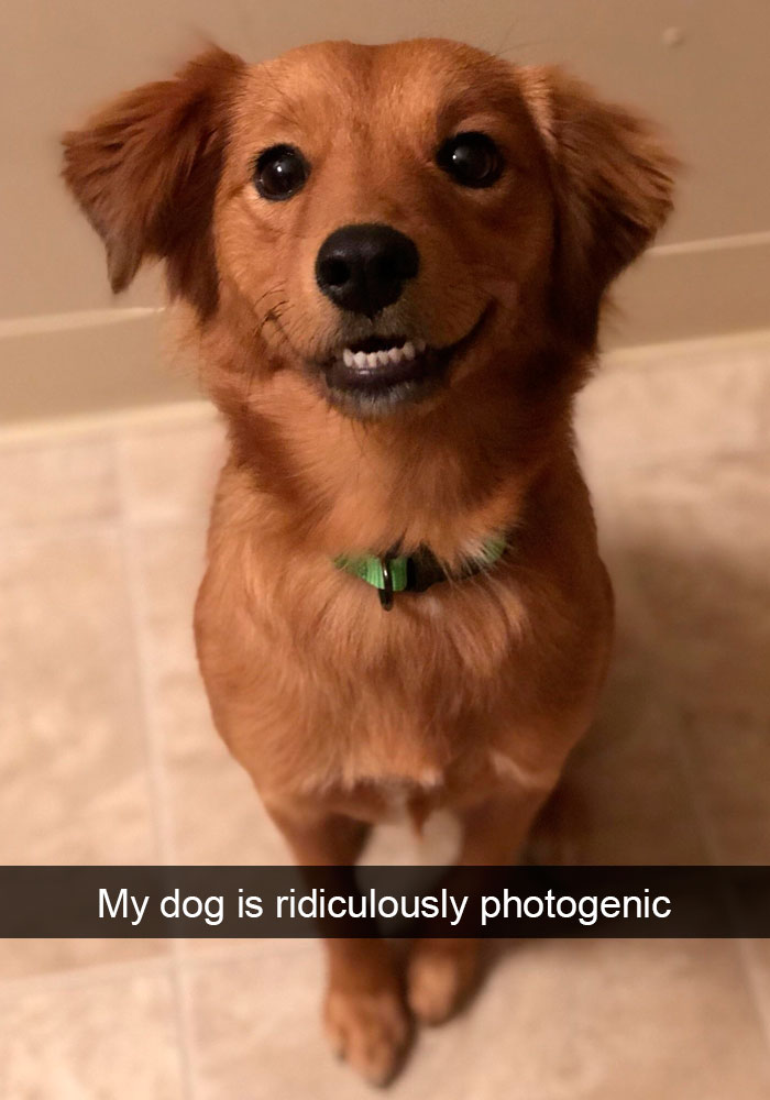 Funny-Dogs-Photos-Snapchats
