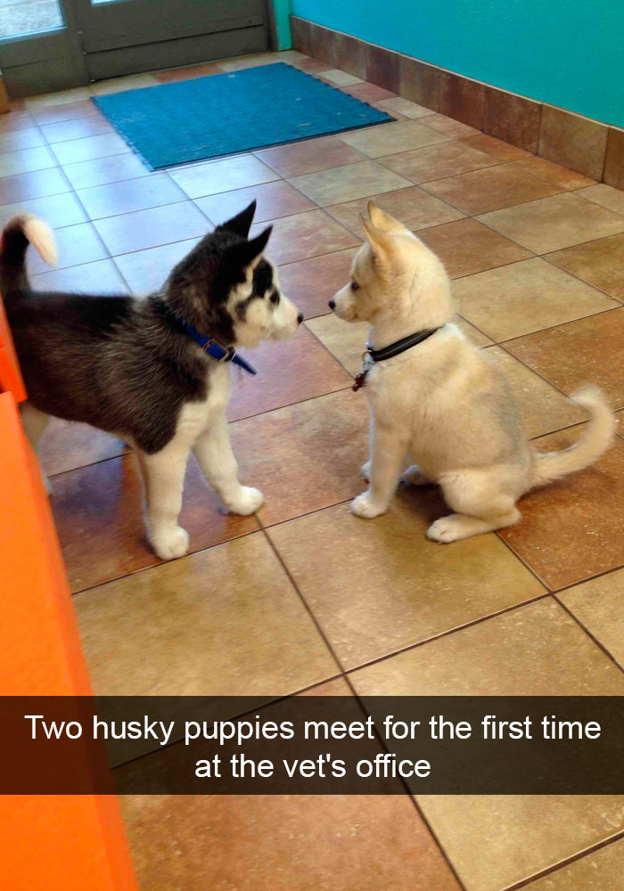 Funny-Dogs-Photos-Snapchats