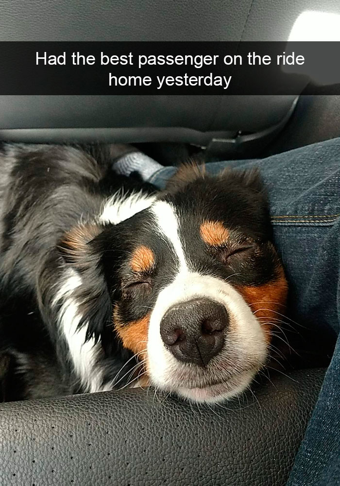 Funny-Dogs-Photos-Snapchats