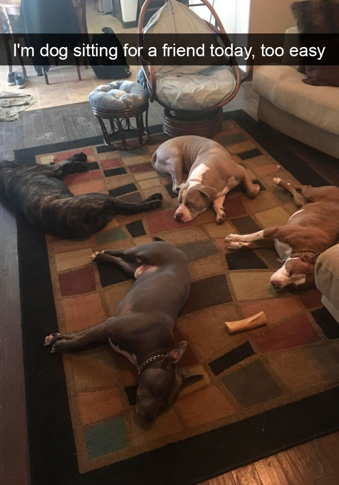 Funny-Dogs-Photos-Snapchats