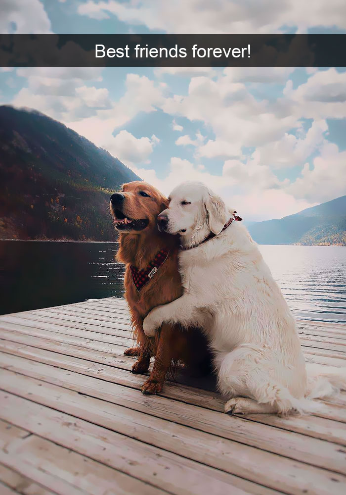 Funny-Dogs-Photos-Snapchats